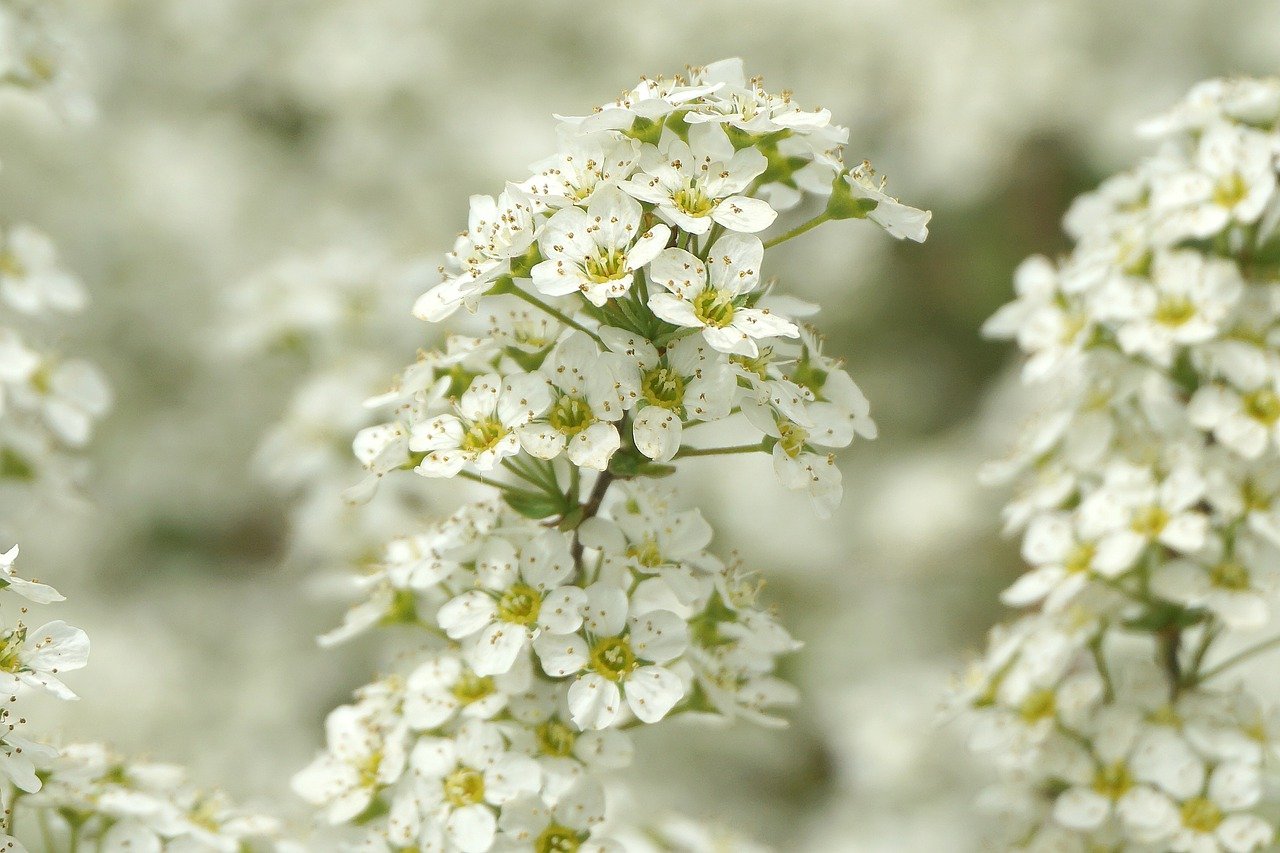 white flowers