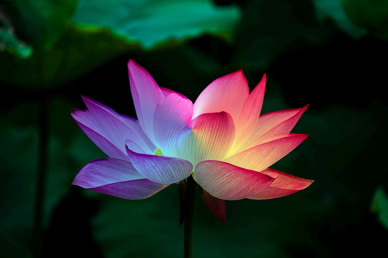 lotus flower