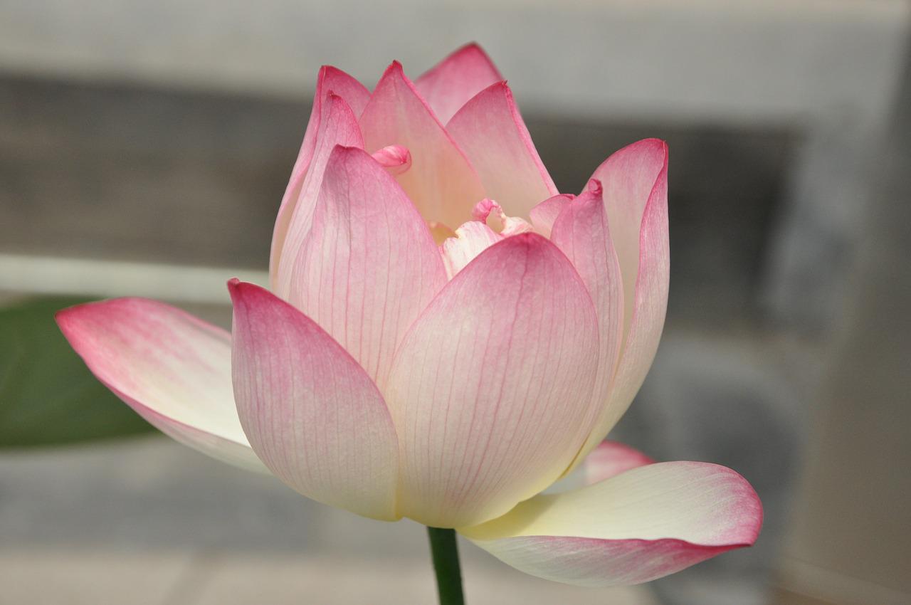 pink lotus.jpg