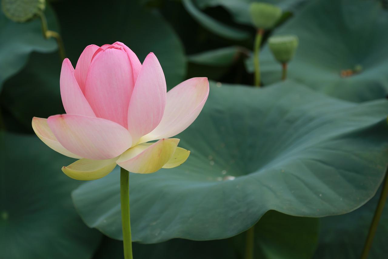 lotus, water.jpg