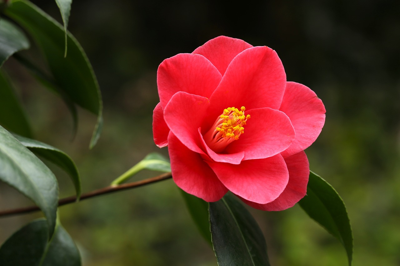 flowers, camellia, beautiful flowers