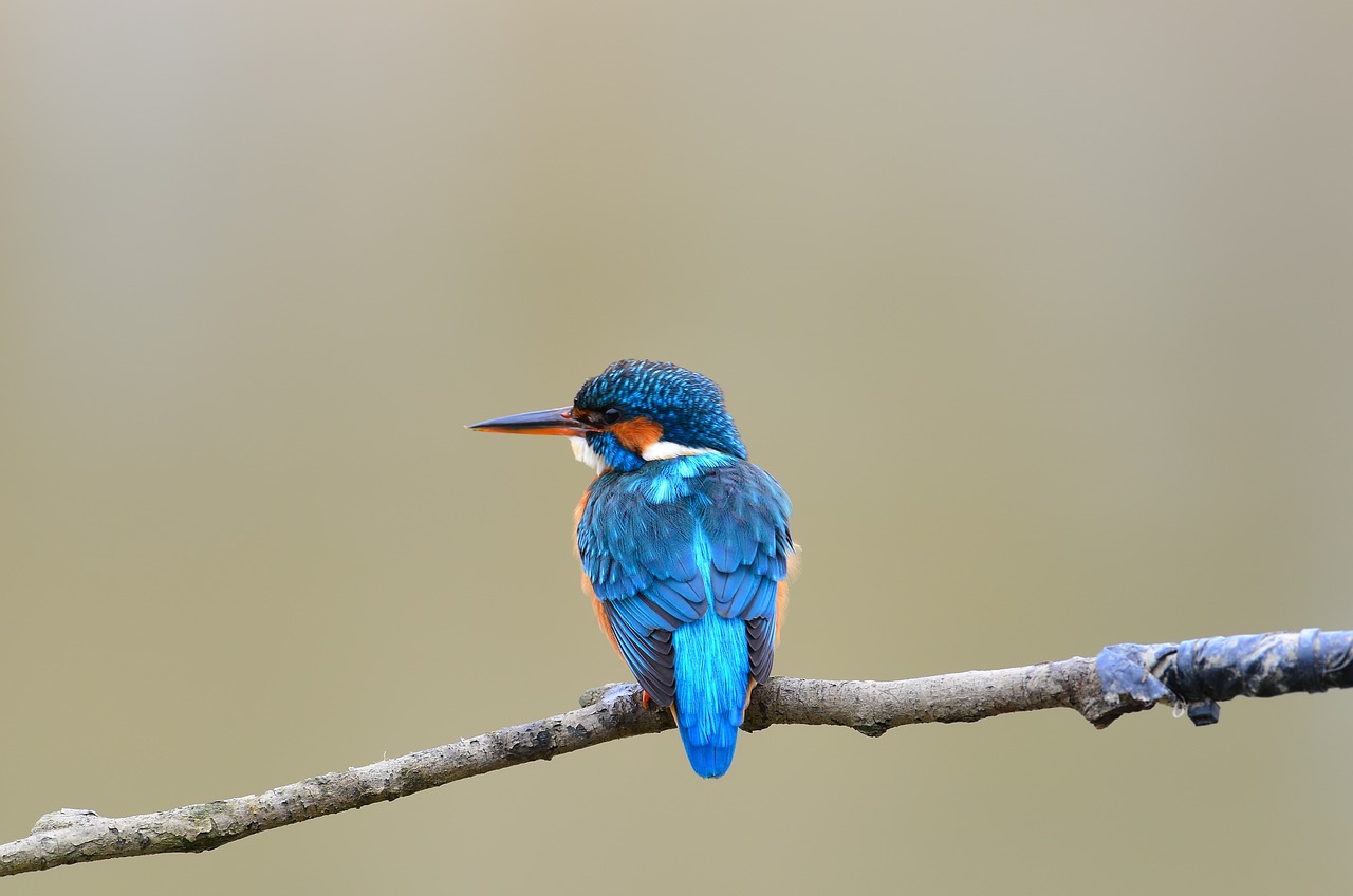 halcyon, bird, blue