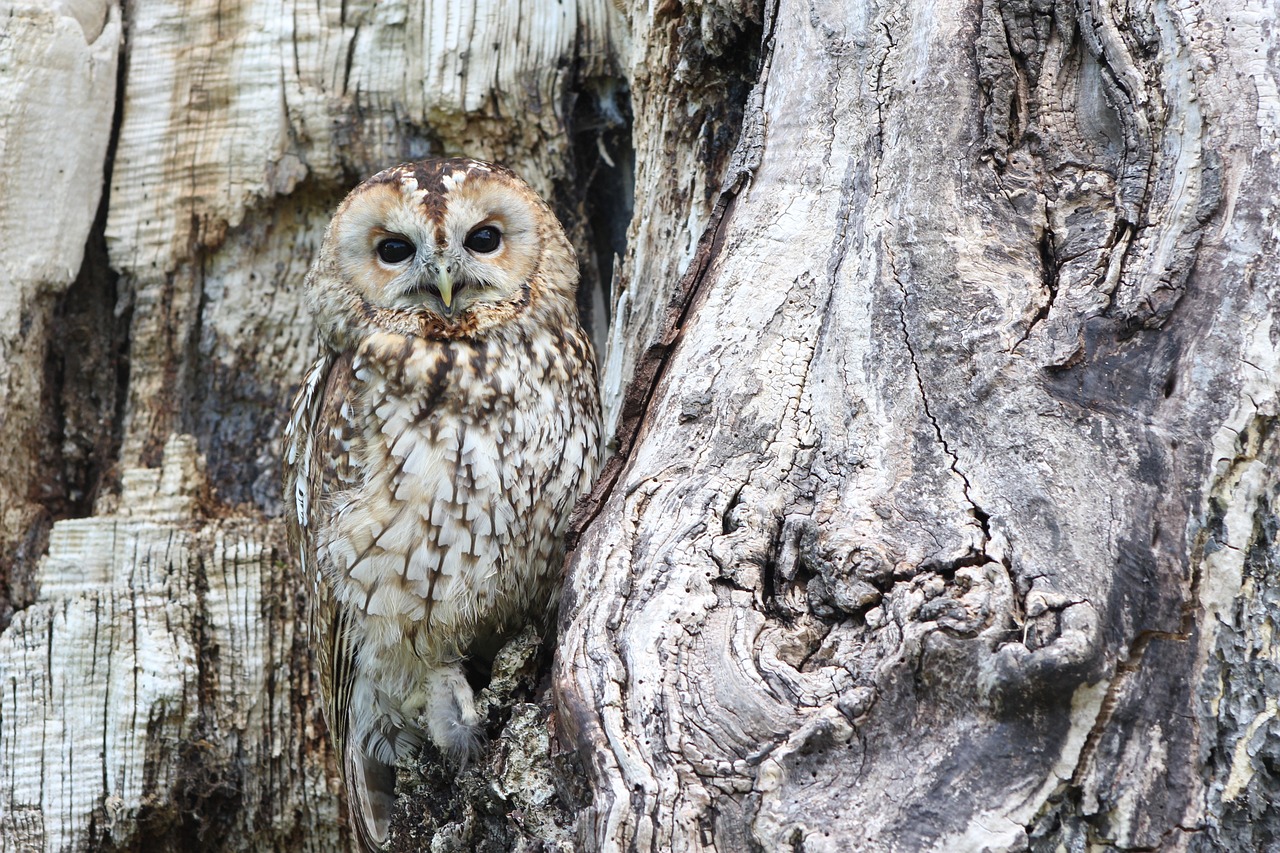 owl, camouflage, wildlife